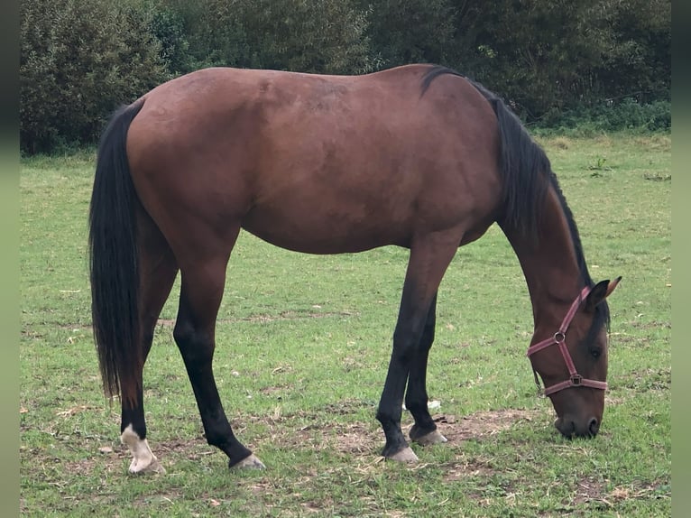 German Sport Horse Mare 3 years 17 hh Brown in Dinkelsb&#xFC;hl