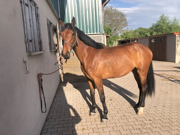German Sport Horse Mare 3 years 17 hh Brown in Dinkelsb&#xFC;hl