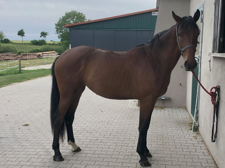German Sport Horse Mare 3 years 17 hh Brown in Dinkelsb&#xFC;hl