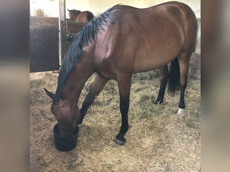 German Sport Horse Mare 3 years 17 hh Brown in Dinkelsb&#xFC;hl