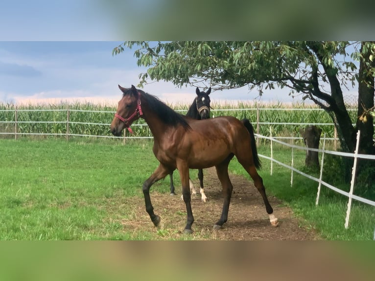 German Sport Horse Mare 3 years 17 hh Brown in Dinkelsb&#xFC;hl