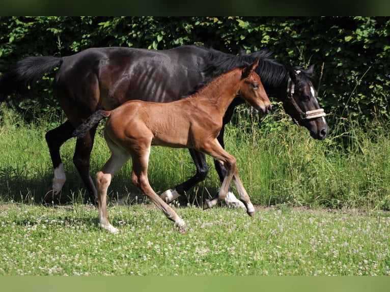 German Sport Horse Mare 3 years 17 hh Brown in Dinkelsb&#xFC;hl