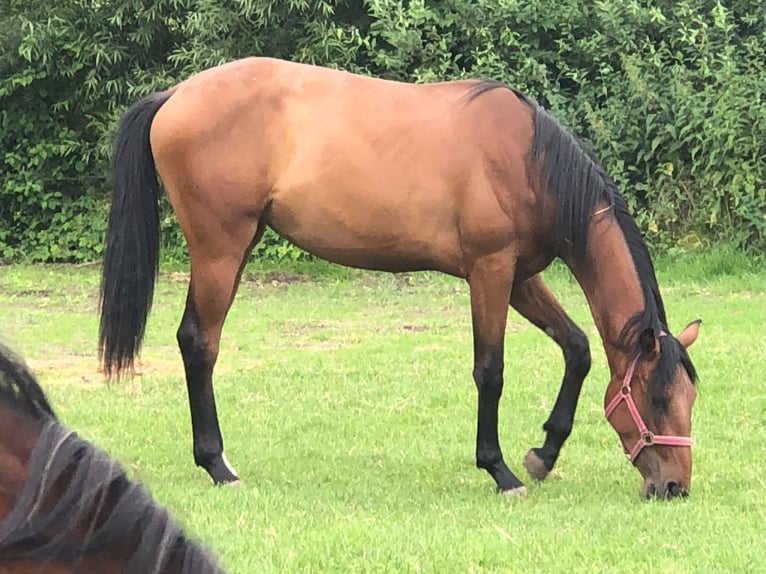 German Sport Horse Mare 3 years 17 hh Brown in Dinkelsb&#xFC;hl