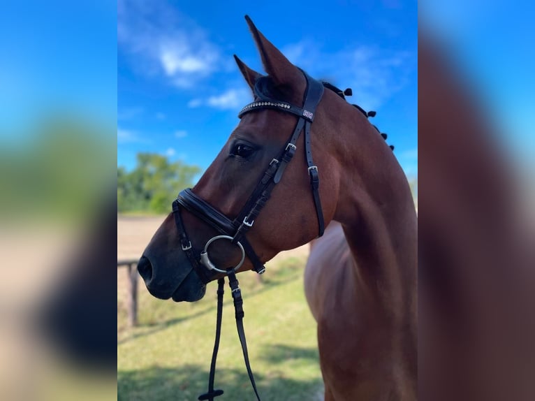 German Sport Horse Mare 3 years 17 hh Brown in Neuenhagen