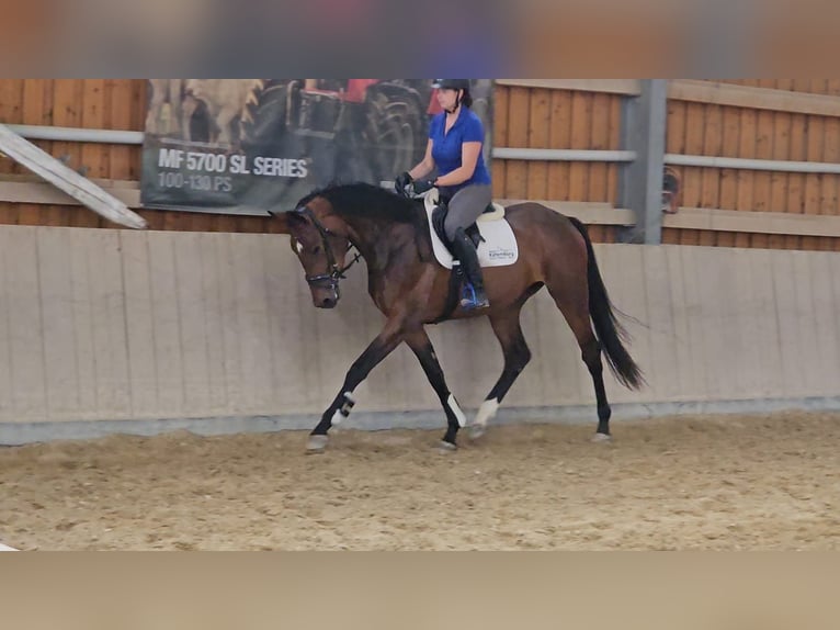 German Sport Horse Mare 3 years 17 hh Brown in Arnstadt