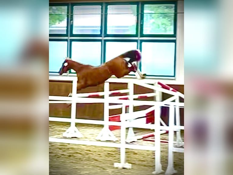 German Sport Horse Mare 3 years 17 hh Chestnut-Red in L&#xF6;wenberger LandNassenheide