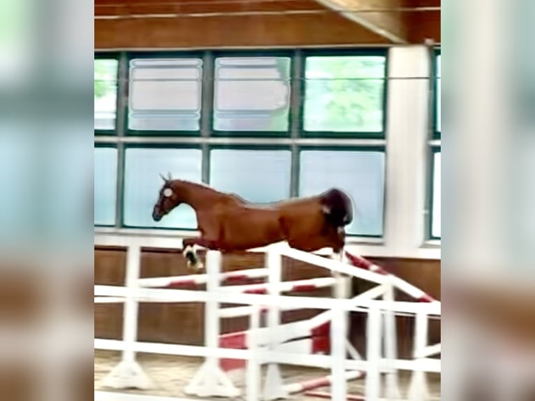 German Sport Horse Mare 3 years 17 hh Chestnut-Red in L&#xF6;wenberger LandNassenheide