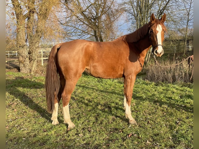 German Sport Horse Mare 3 years 17 hh Chestnut-Red in L&#xF6;wenberger LandNassenheide