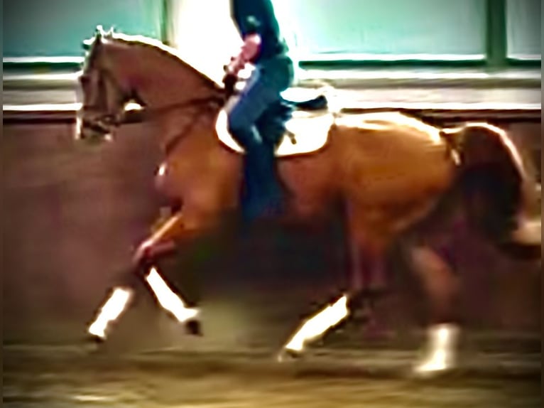 German Sport Horse Mare 3 years 17 hh Chestnut-Red in L&#xF6;wenberger LandNassenheide