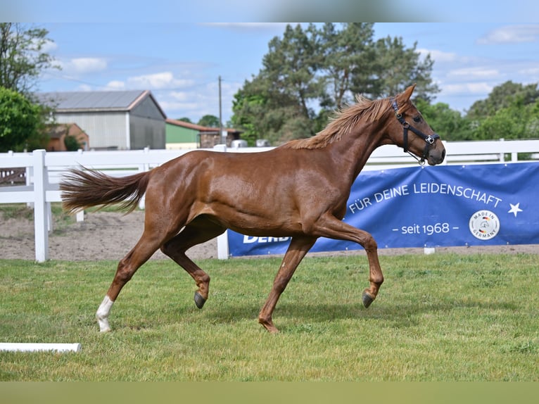 German Sport Horse Mare 3 years Chestnut in Schönwalde-Glien