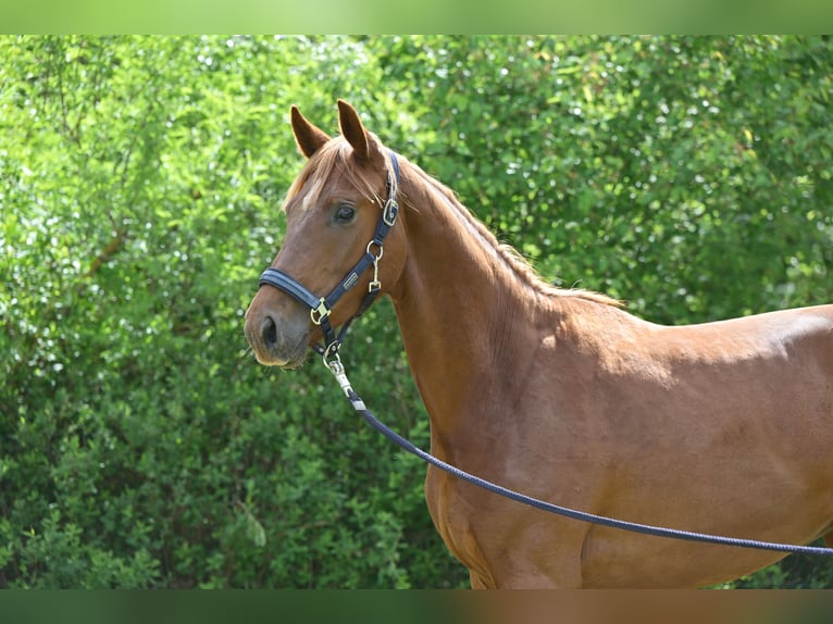 German Sport Horse Mare 3 years Chestnut in Schönwalde-Glien