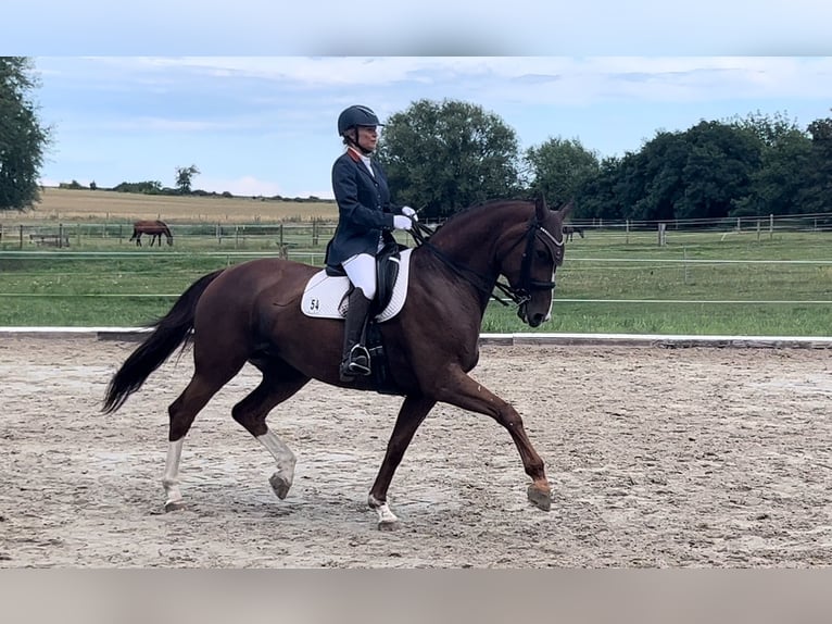 German Sport Horse Mare 3 years Chestnut-Red in Schönwalde