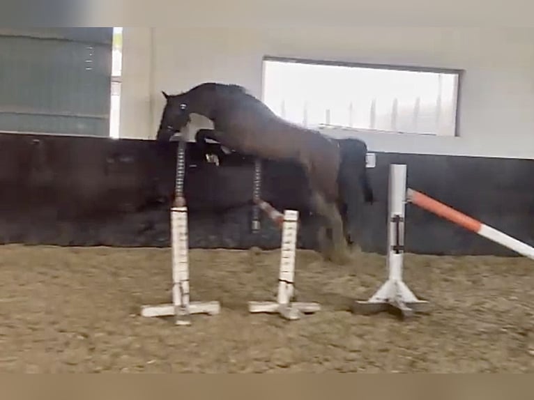 German Sport Horse Mare 3 years in Murg