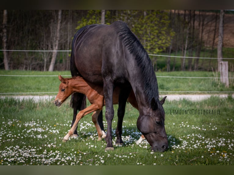 German Sport Horse Mare 4 years 14.3 hh Chestnut-Red in NeuchingNeuching