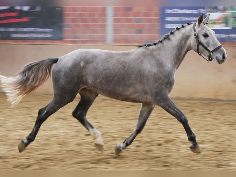 German Sport Horse Mare 4 years 14,2 hh Grey in Dorsten German Sport Horse Mare 4 years 14,2 hh Grey in Dorsten