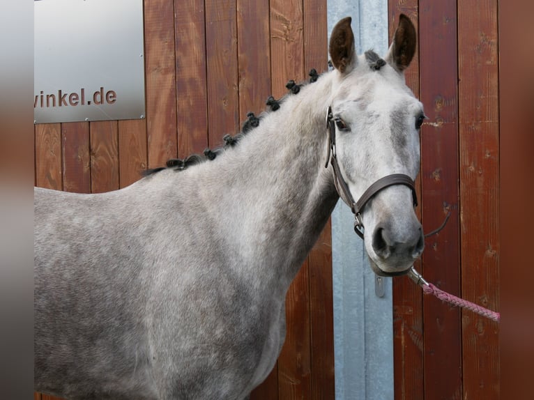 German Sport Horse Mare 4 years 14,2 hh Grey in Dorsten German Sport Horse Mare 4 years 14,2 hh Grey in Dorsten