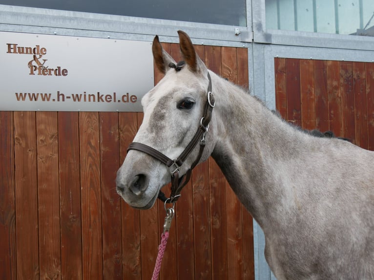 German Sport Horse Mare 4 years 14,2 hh Grey in Dorsten German Sport Horse Mare 4 years 14,2 hh Grey in Dorsten