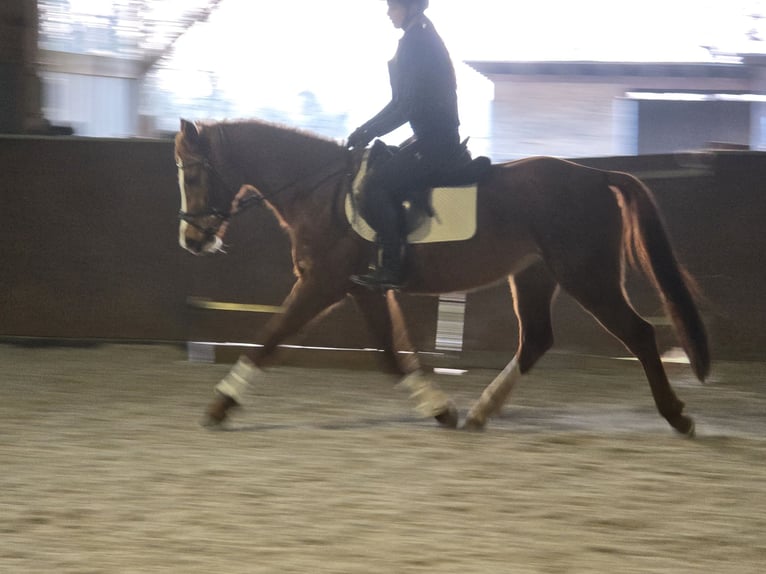 German Sport Horse Mare 4 years 15,1 hh Chestnut in Rehagen