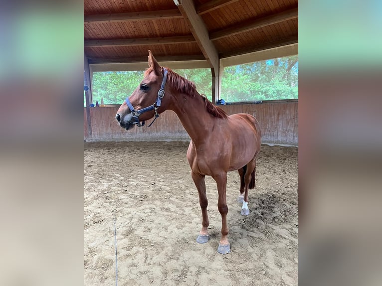 German Sport Horse Mare 4 years 15.1 hh Chestnut-Red in Neuching
