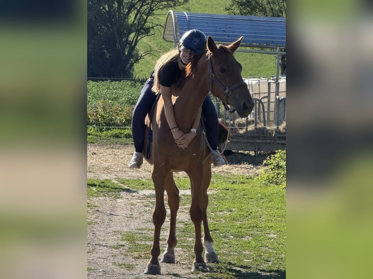 German Sport Horse Mare 4 years 15.1 hh Chestnut-Red in Neuching