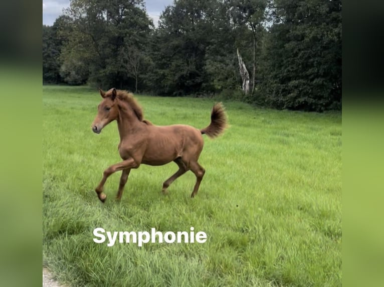 German Sport Horse Mare 4 years 15.1 hh Chestnut-Red in Neuching