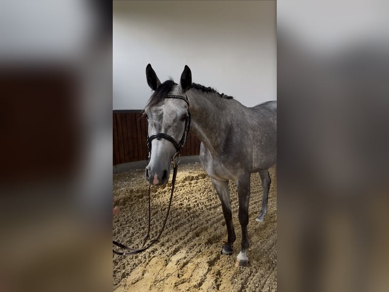 German Sport Horse Mare 4 years 15.1 hh Grey in Hoogstede