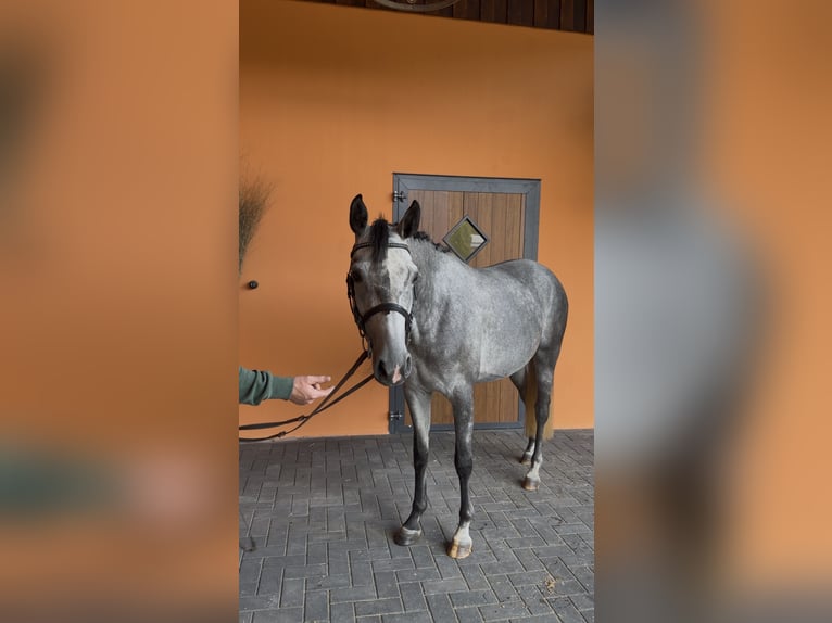 German Sport Horse Mare 4 years 15.1 hh Grey in Hoogstede