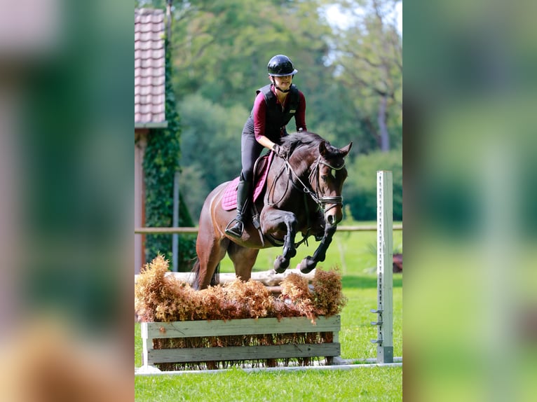 German Sport Horse Mare 4 years 15.2 hh Bay-Dark in Aalen