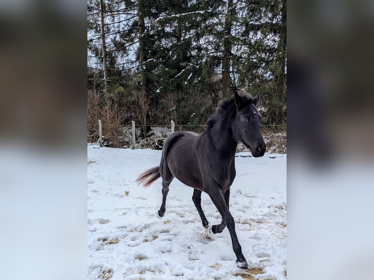 German Sport Horse Mare 4 years 15,2 hh Black in Seesen