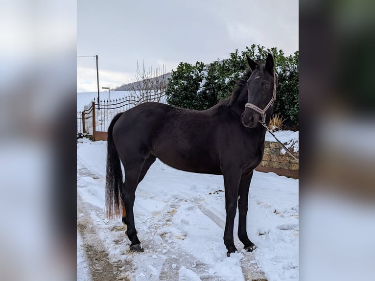 German Sport Horse Mare 4 years 15,2 hh Black in Seesen