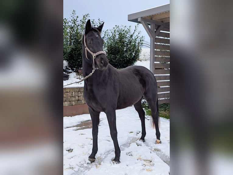 German Sport Horse Mare 4 years 15,2 hh Black in Seesen