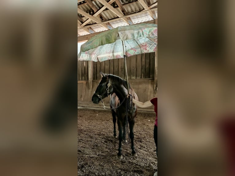 German Sport Horse Mare 4 years 15.2 hh Black in Haarbach