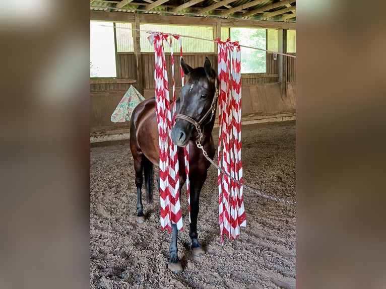 German Sport Horse Mare 4 years 15.2 hh Black in Haarbach