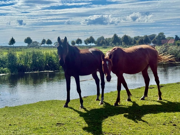German Sport Horse Mare 4 years 15.2 hh Brown in Kleßen-GörneKietz