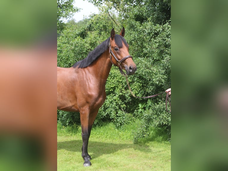 German Sport Horse Mare 4 years 15,2 hh Brown in Erharting