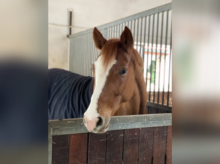 German Sport Horse Mare 4 years 15,2 hh Chestnut-Red in Walldorf