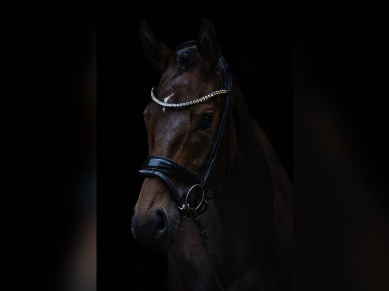 German Sport Horse Mare 4 years 15.3 hh Bay-Dark in Mömbris