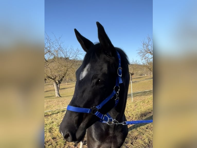 German Sport Horse Mare 4 years 15,3 hh Black in Pfaffenhofen Weilet