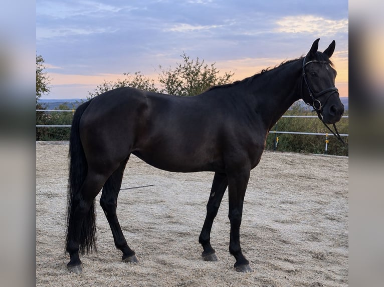 German Sport Horse Mare 4 years 15.3 hh Black in Eckenroth