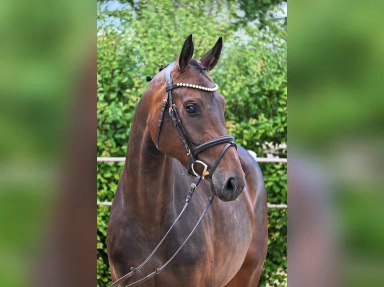 German Sport Horse Mare 4 years 15.3 hh Brown in Lonsee