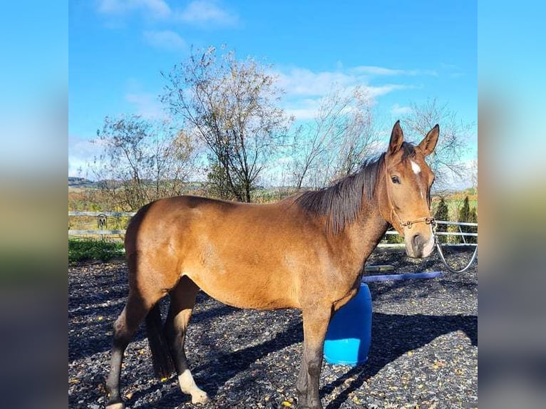 German Sport Horse Mare 4 years 15,3 hh Brown in Eigeltingen