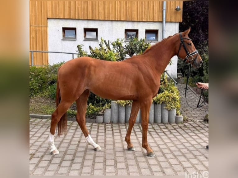German Sport Horse Mare 4 years 15,3 hh Chestnut-Red in Ilmenau