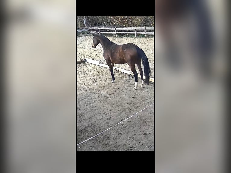 German Sport Horse Mare 4 years 15.3 hh Smoky-Black in Engelskirchen
