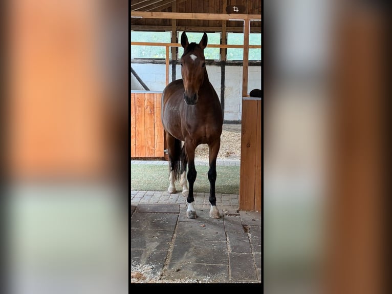 German Sport Horse Mare 4 years 15.3 hh Smoky-Black in Engelskirchen