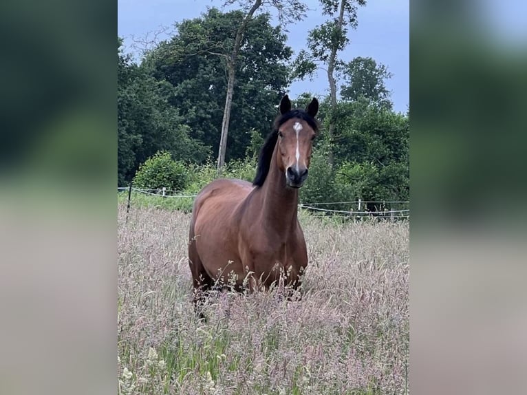 German Sport Horse Mare 4 years 15,1 hh Brown in Todesfelde