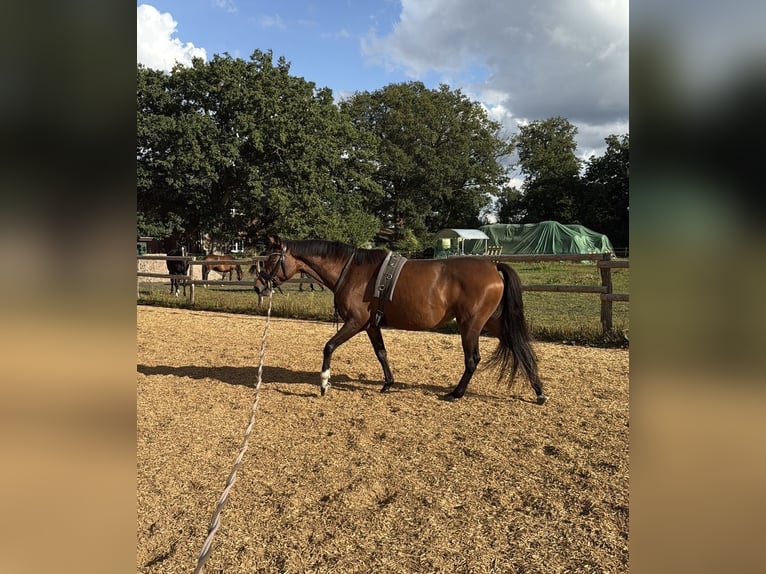 German Sport Horse Mare 4 years 15,1 hh Brown in Todesfelde