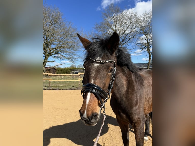German Sport Horse Mare 4 years 15,1 hh Brown in Todesfelde