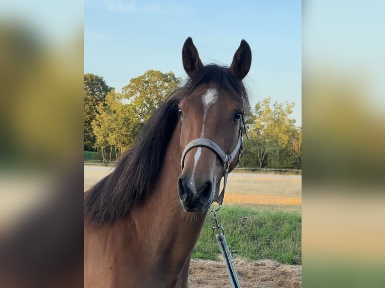German Sport Horse Mare 4 years 15,1 hh Brown in Todesfelde