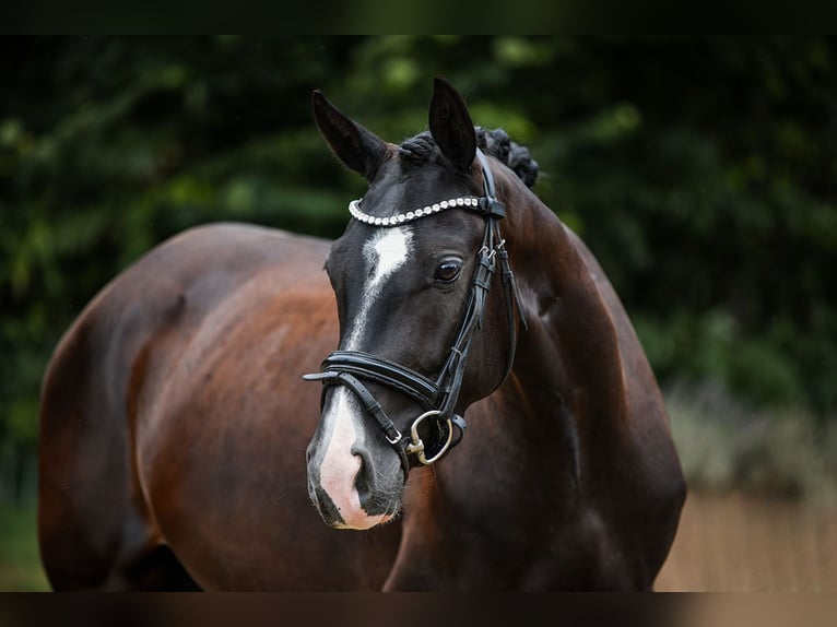 German Sport Horse Mare 4 years 15,1 hh Smoky-Black in Riedstadt