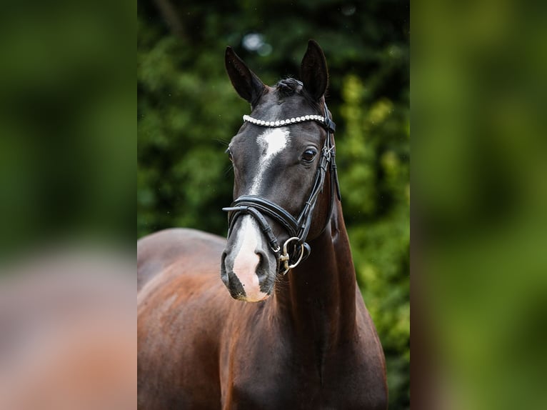 German Sport Horse Mare 4 years 15,1 hh Smoky-Black in Riedstadt
